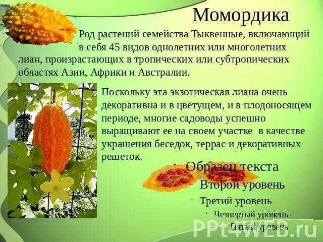 Момордика что это такое польза. Момордика это овощ или фрукт. момордика фрукт полезные.