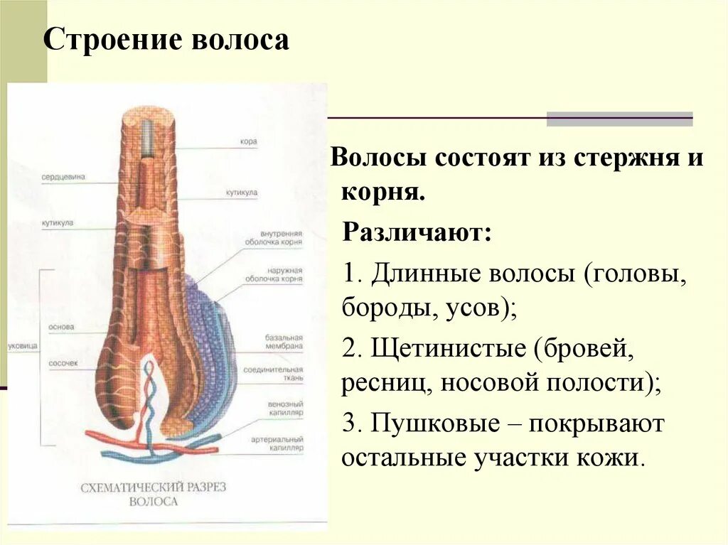 Волос состоит из. Строение волоса корень и стержень. строение стержня волоса. схема строения волоса. строение волоса человека.
