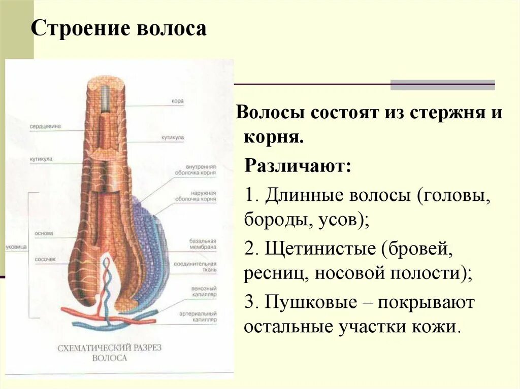 Строение волоса корень и стержень. Строение стержня волоса. Схема строения волоса. Строение волоса человека.