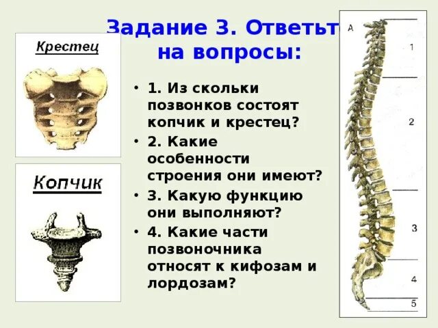 Осевой скелет позвоночник. Особенности строения позвонков. Позвоночник особенности строения и функции. Особенности скелета человека позвоночник. Из скольки состоит группа