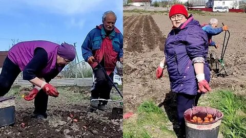Посадка картошки в апреле