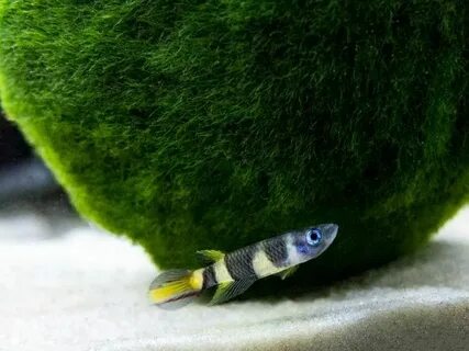 Nano fish
