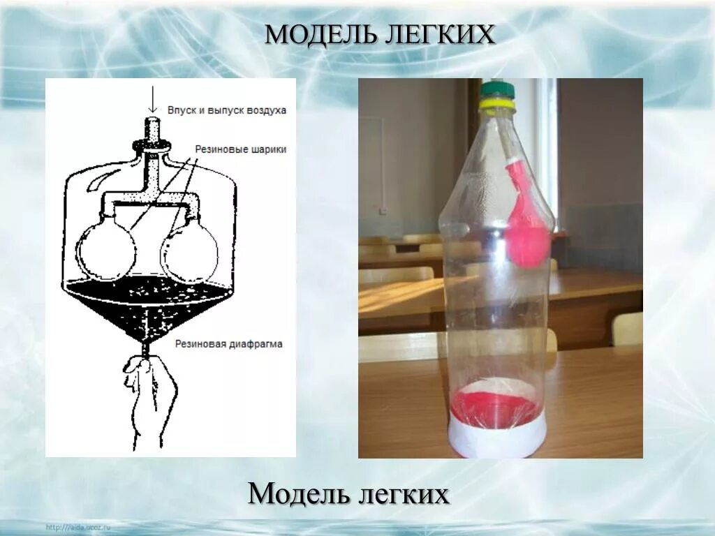 Модель работы легких. Модель дыхания Дондерса. Макет легких из бутылки. Макет легких из бутылки и шарика.