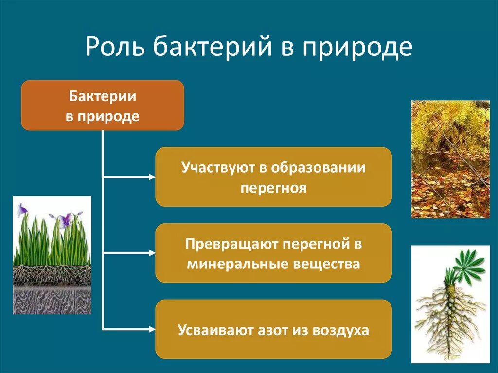 Функции бактерий в природе. Роль бактерий в природе 5 класс биология. Биология роль бактерий в природе. Основная роль бактерий в природе. Какая положительная роль бактерий