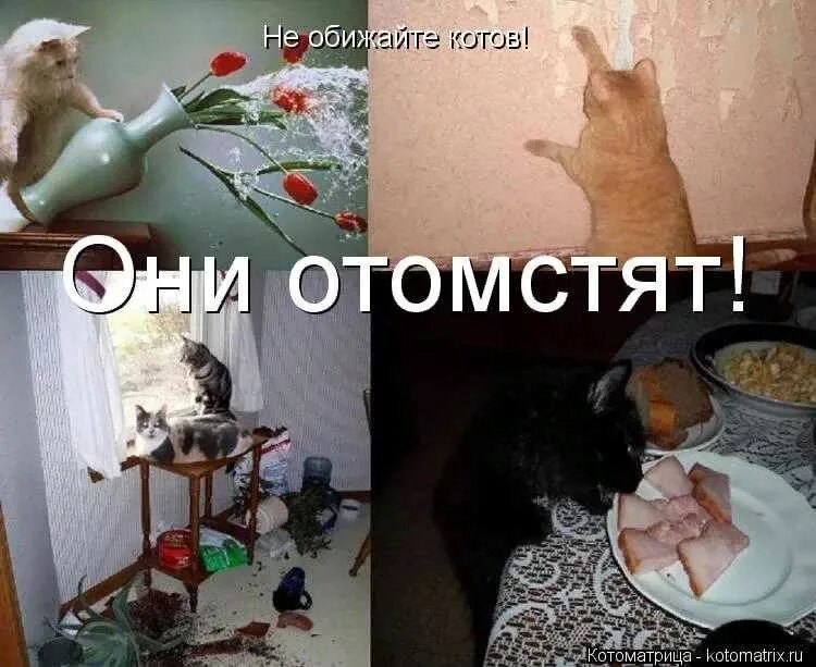 Котенок обижает кота. Кот отомстил. Кот обиделся на хозяина. Обидели кота. Месть кота.