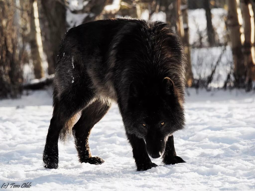 Самый главный волк. Канадский волк меланист. Волкособ Вульф черный. Канадский черный Бизоний волк. Флоридский чёрный волк.