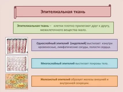 Кожна какая ткань