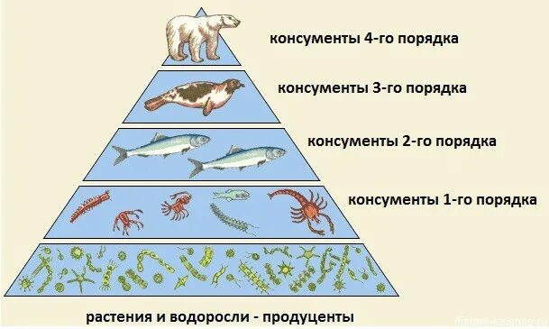 Продуцент первого порядка. Экологическая пирамида консументы. пирамида продуценты консументы. экологическая пирамида продуценты консументы редуценты. продуценты редуценты консументы 1 порядка.