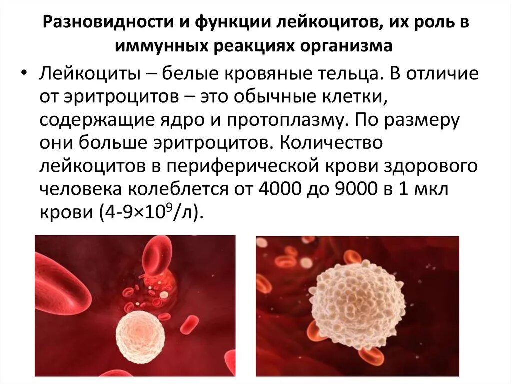 Функции клеток крови лейкоцитов. Роль лейкоцитов в иммунитете. Кровяные клетки лейкоциты. Лейкоциты это белые кровяные клетки. Реакция на лейкоциты положительная