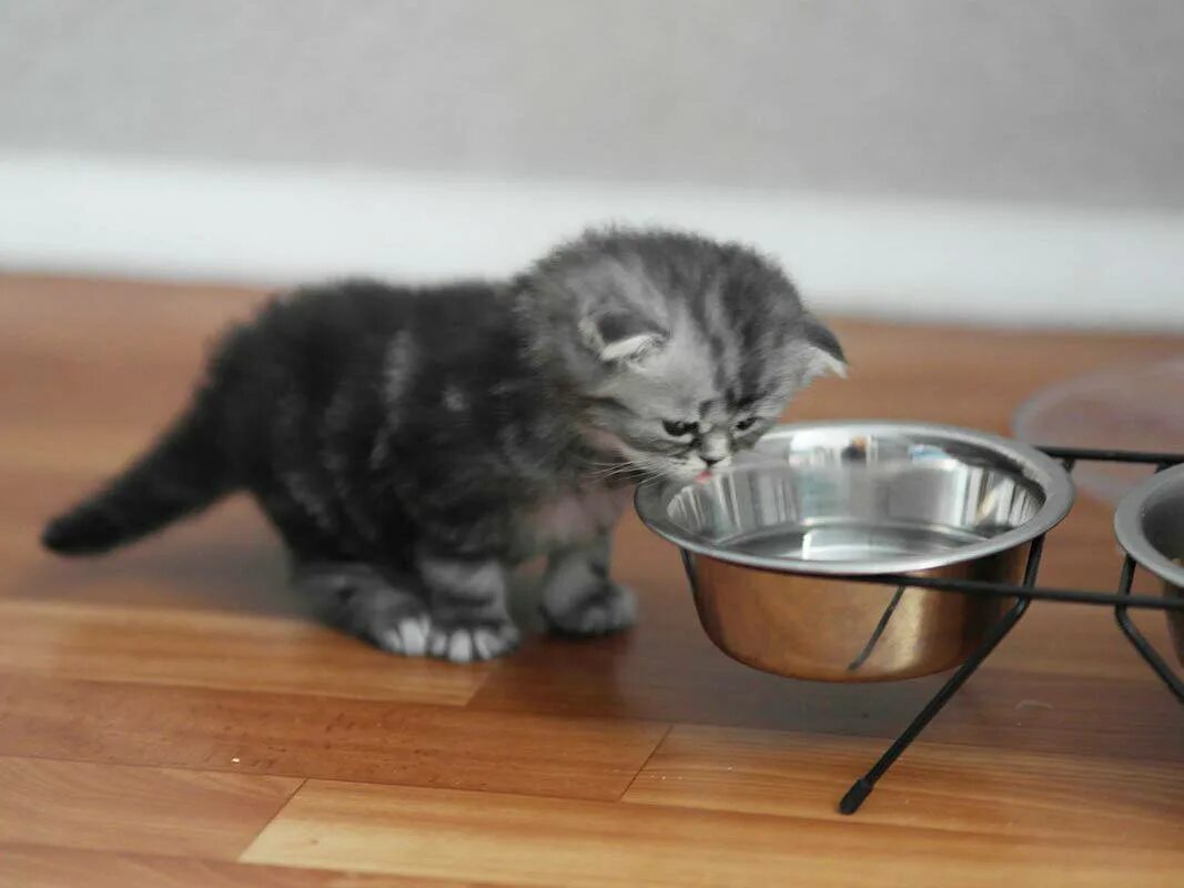 Что ест кошка в домашних условиях. Котенок кушает. Миски для котят. Котенок кушает из миски. Миска для британских кошек.