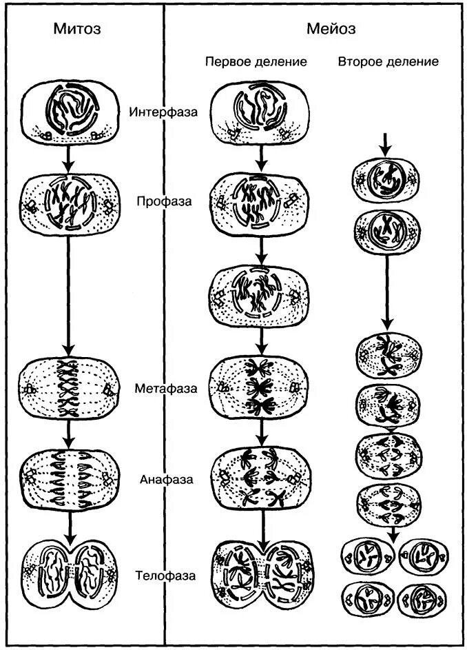 Деление клетки задачи. Фазы мейоза схема. Схемы фаз митоза и мейоза. Фазы митоза схема. Схема деления клетки митоз и мейоз.