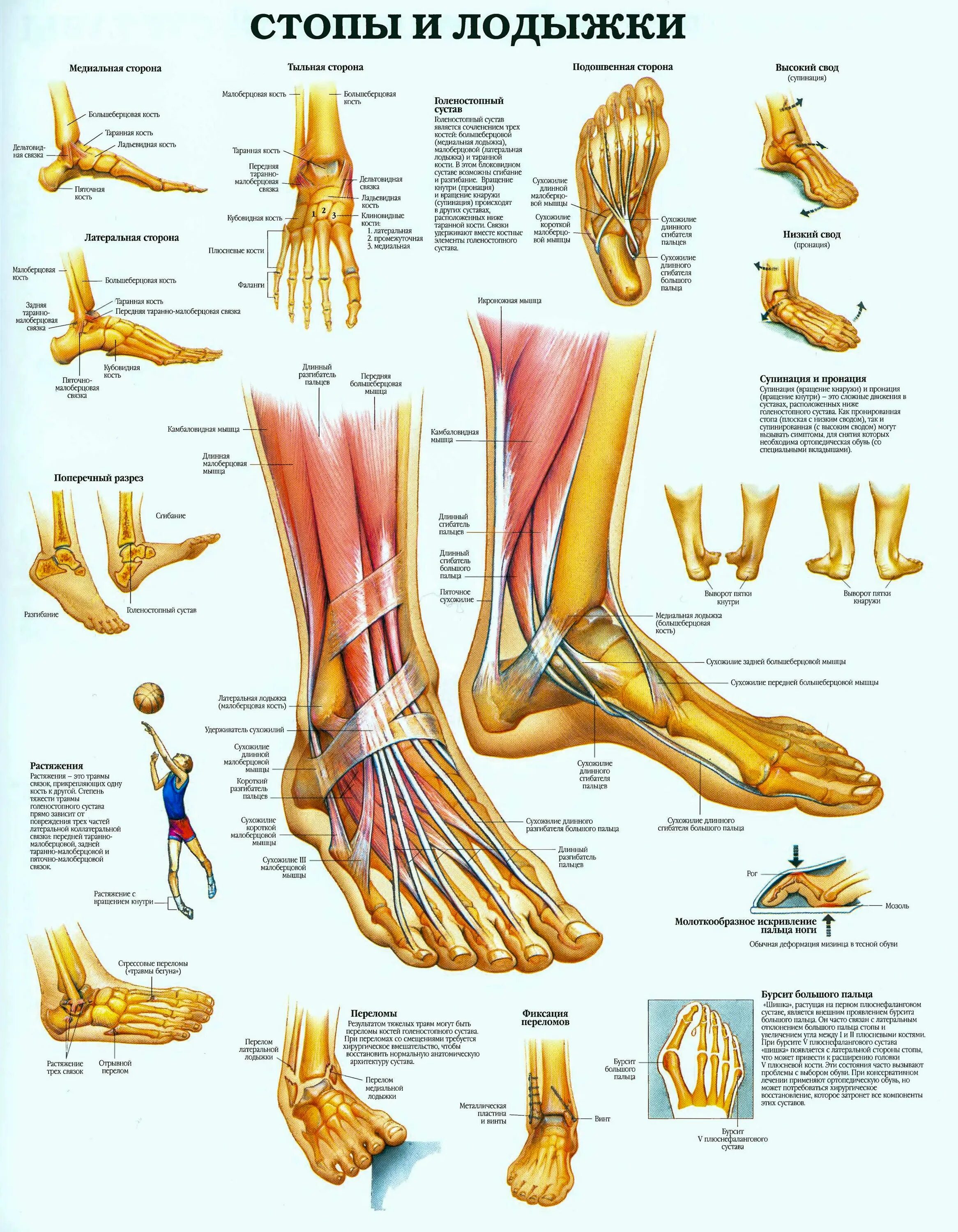 Строение ступни человека кости. Анатомия щиколотки и стопы. Стопа человека анатомия и физиология. Строение голеностопа человека.
