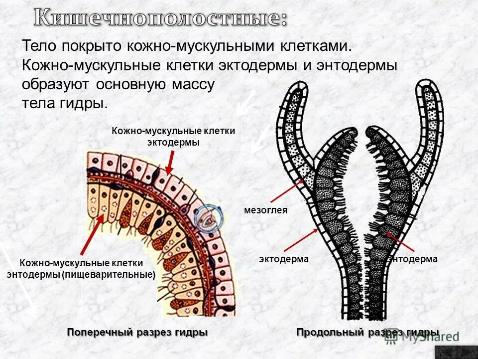 Поперечный срез гидры. Поперечный срез пресноводной гидры. Строение гидры мезоглея. Гидра Кишечнополостные мезоглея.