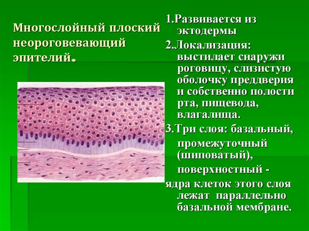 Многослойный плоский неороговевающий эпителий. Многослойный плоский эпителий функции. Многослойный плоский неороговевающий эпителий функции. Многослойный неороговевающий эпителий выстилает.