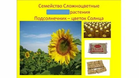 Подсолнечник систематика