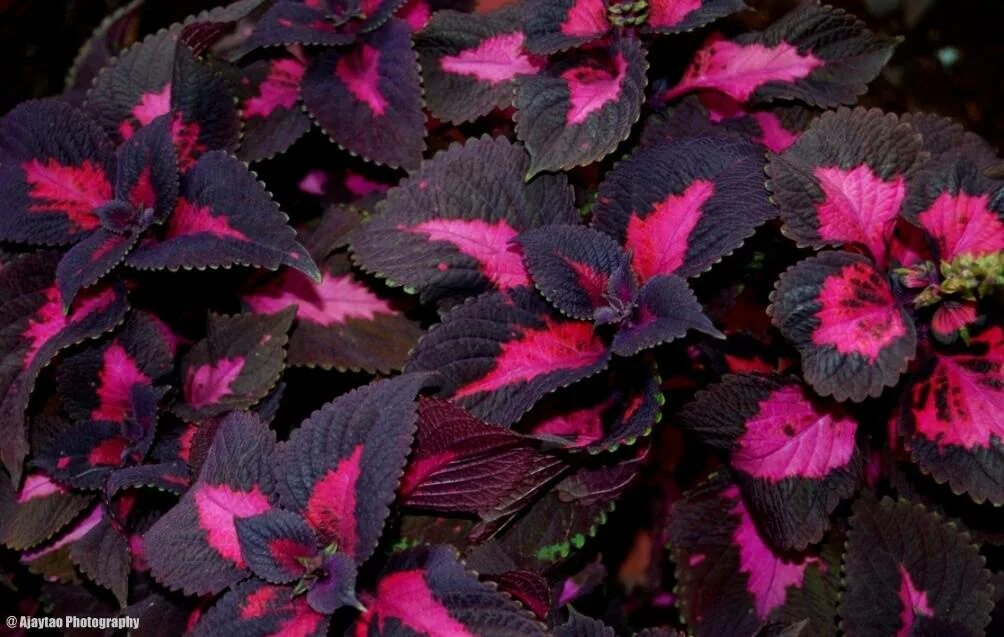 2 plantas con follajes muy decorativos en 2023 Jardinería, Coleos, Jardines