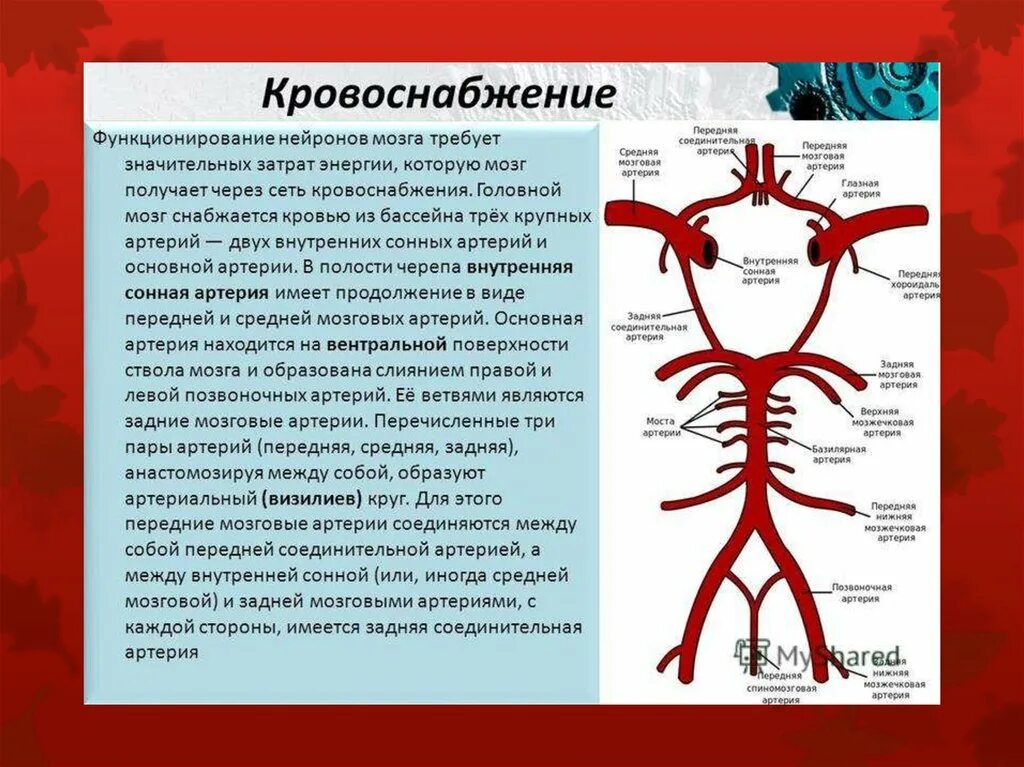 Внутренняя Сонная артерия кровоснабжение головного мозга. Области кровоснабжения внутренней сонной артерии. Вертебробазилярный бассейн головного мозга анатомия. Внутренняя Сонная артерия кровоснабжает головной мозг. У каких животных тело снабжается артериальной кровью