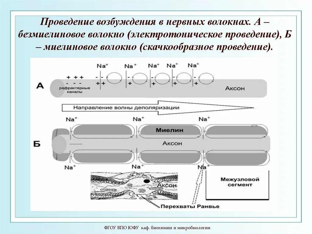 Распространение пд. Безмиелиновые волокна.нервные волокна. Миелиновые и безмиелиновые нервные волокна проведение импульса. Миелиновые волокна и безмиелиновые волокна проведение возбуждения. Миелиновые нервные волокна проведение импульса.