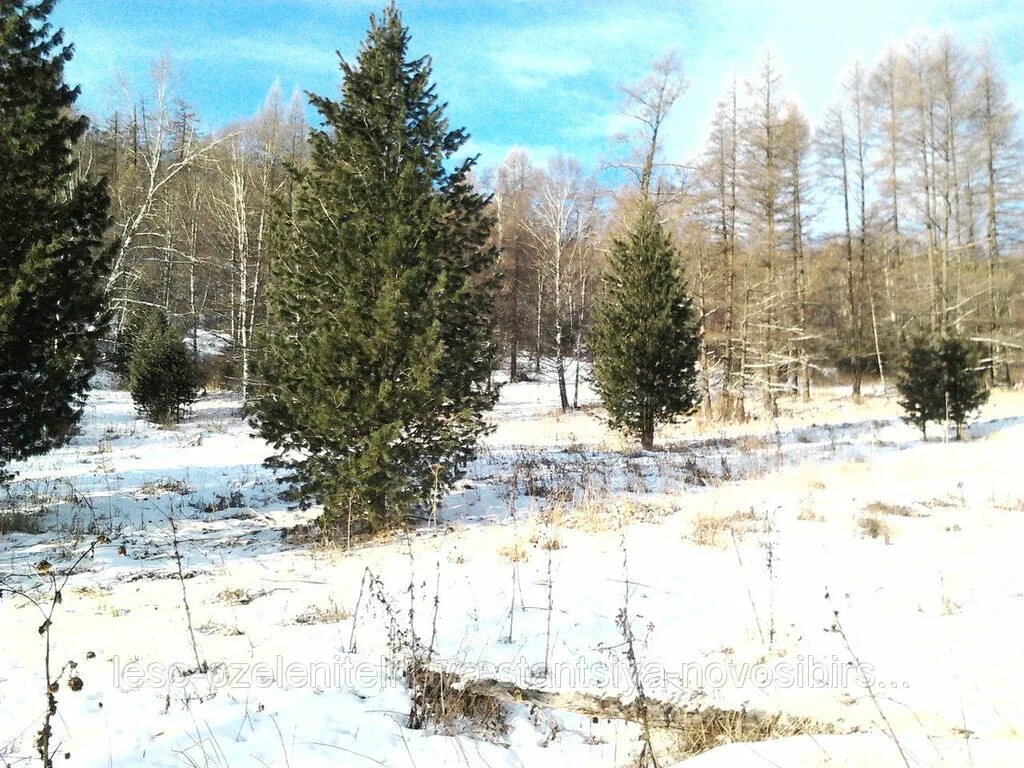 Кедр 5 4. Кедр новосибирск. кедр 5. станция кедр. кедр на участке в новосибирске.