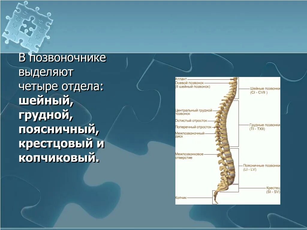 В позвоночнике выделяют отделы. Шейный грудной поясничный крестцовый отдел позвоночника. Схема пояснично-крестцового отдела позвоночника. Позвоночник строение анатомия поясничного отдела. Пояснично крестцово копчиковый отдел позвоночника.