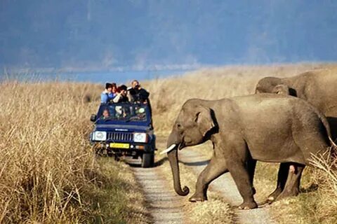 Wildlife tour