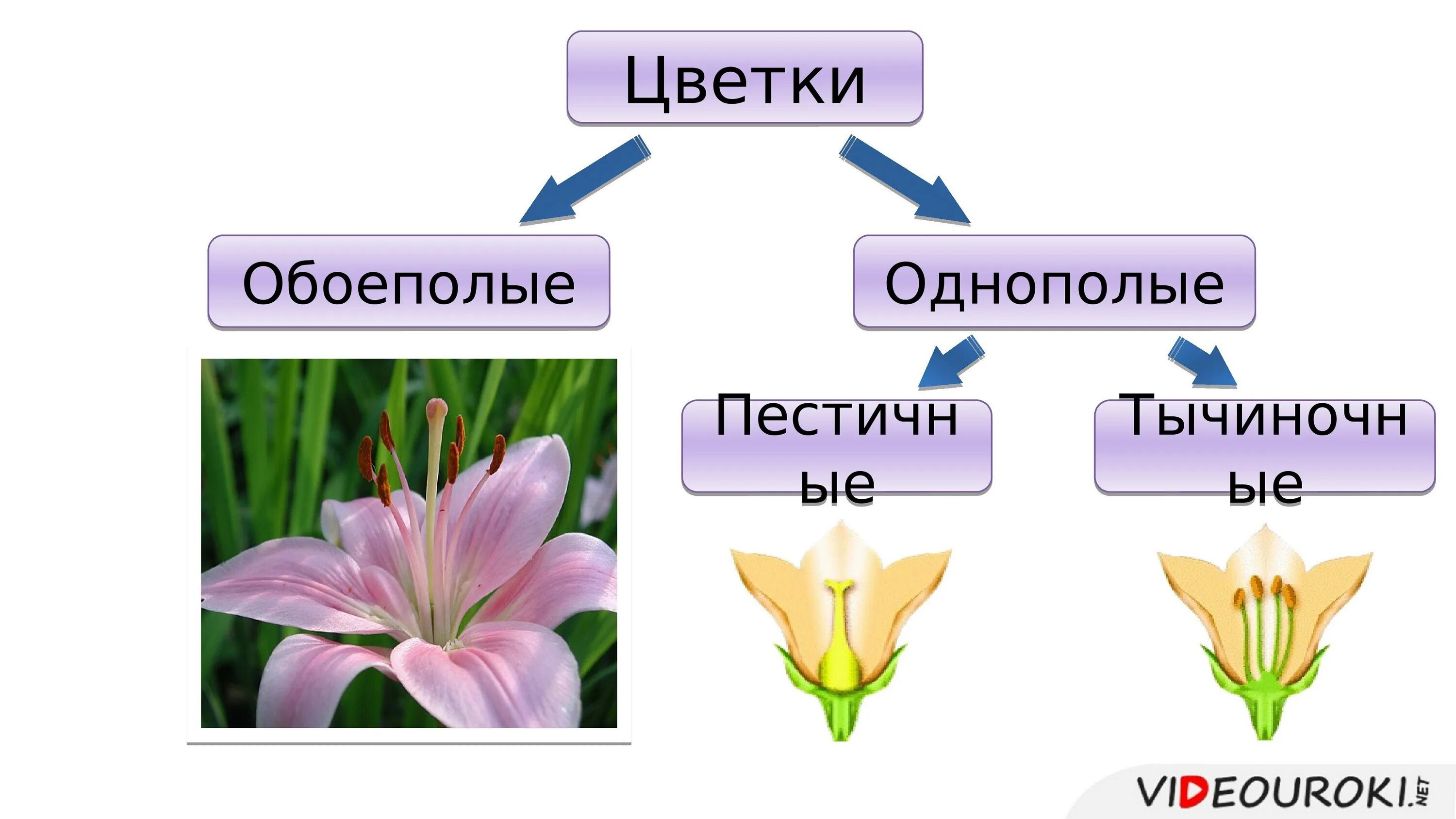 Однополые и обоеполые цветки. Обоеполые и раздельнополые цветки. Обоеполый цветок с двойным околоцветником. Строение цветка обоеполые и однополые цветки.