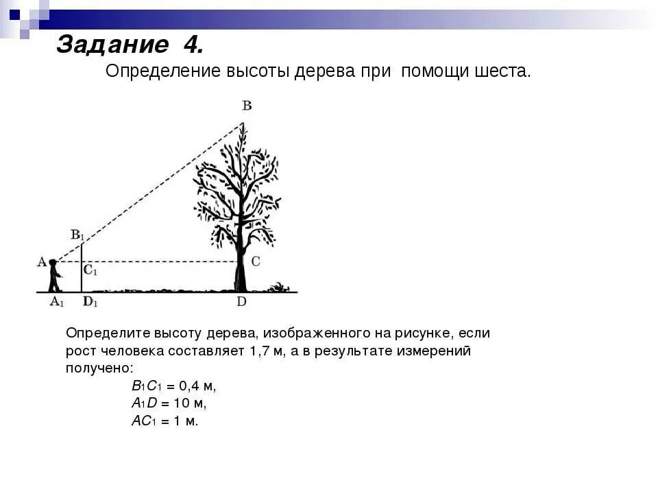 Получить высоту. Как посчитать высоту дерева. Способы измерения высоты дерева. Высота дерева определяется как. Измерение высоты дерева по тени.