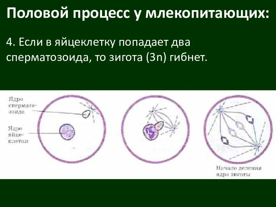 Яйцеклетка это гаплоидная клетка.