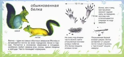 Белка размеры животного
