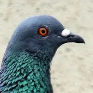 Узбиген курлык мурлык