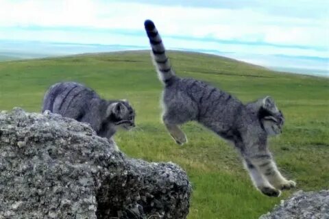 Коты большой камень