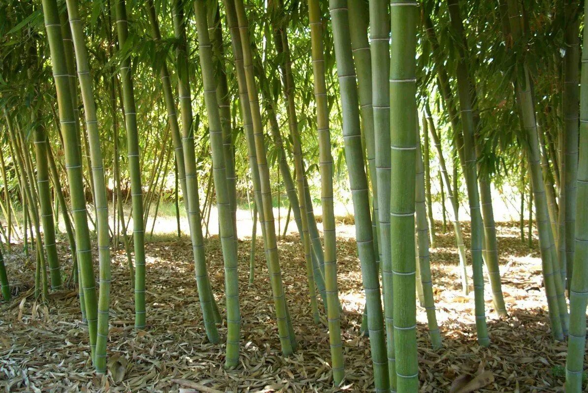 За сколько часов вырастает бамбук. Бамбук листоколосник. Злак листоколосник. Phyllostachys edulis. Бамбук Филлостахис.
