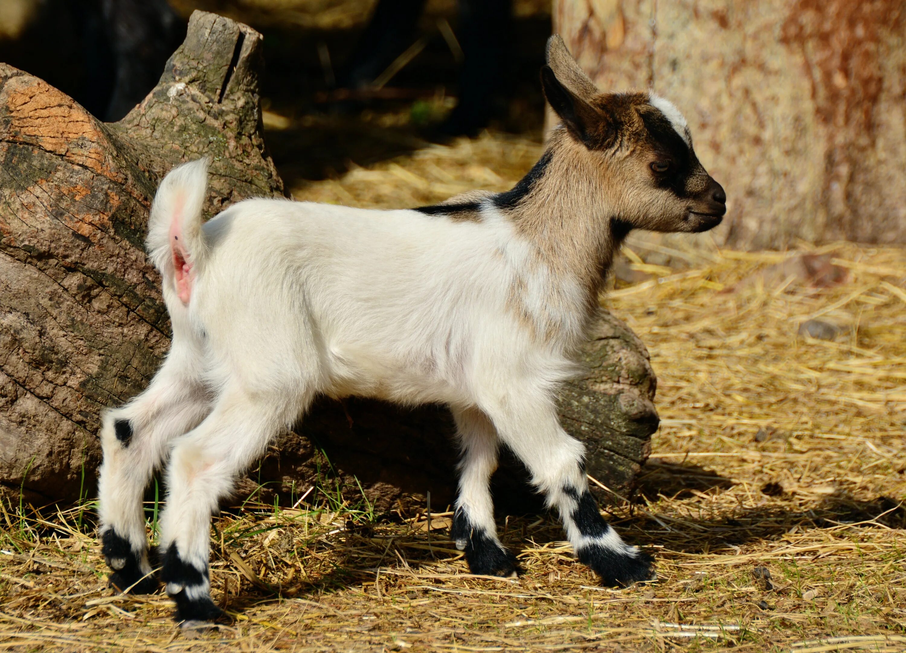 Коза фото. Domestic goat (capra aegagrus hircus). Альпийская комолая коза. Хонуми кози. Коза домашняя.