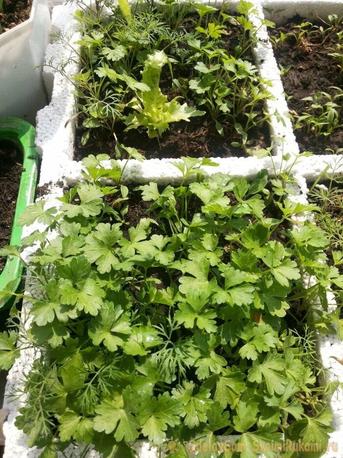 Укроп на подоконнике. Петрушка на подоконнике. Петрушка в горшке на подоконнике. Петрушка в горшке на подоконнике. Кинза укроп петрушка на балконе.