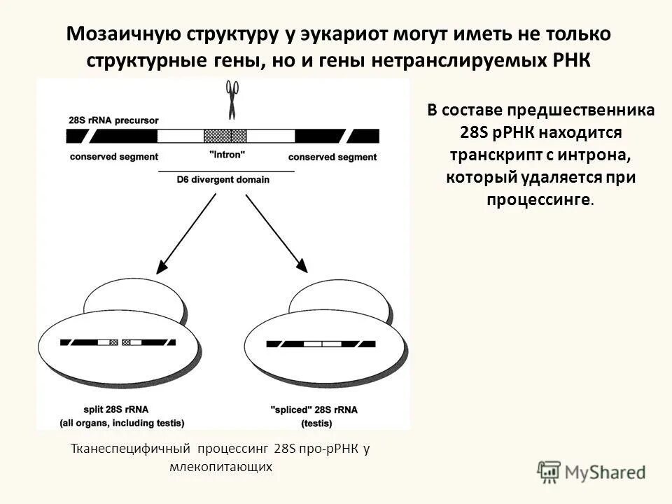 Мозаичное строение. Мозаичное строение