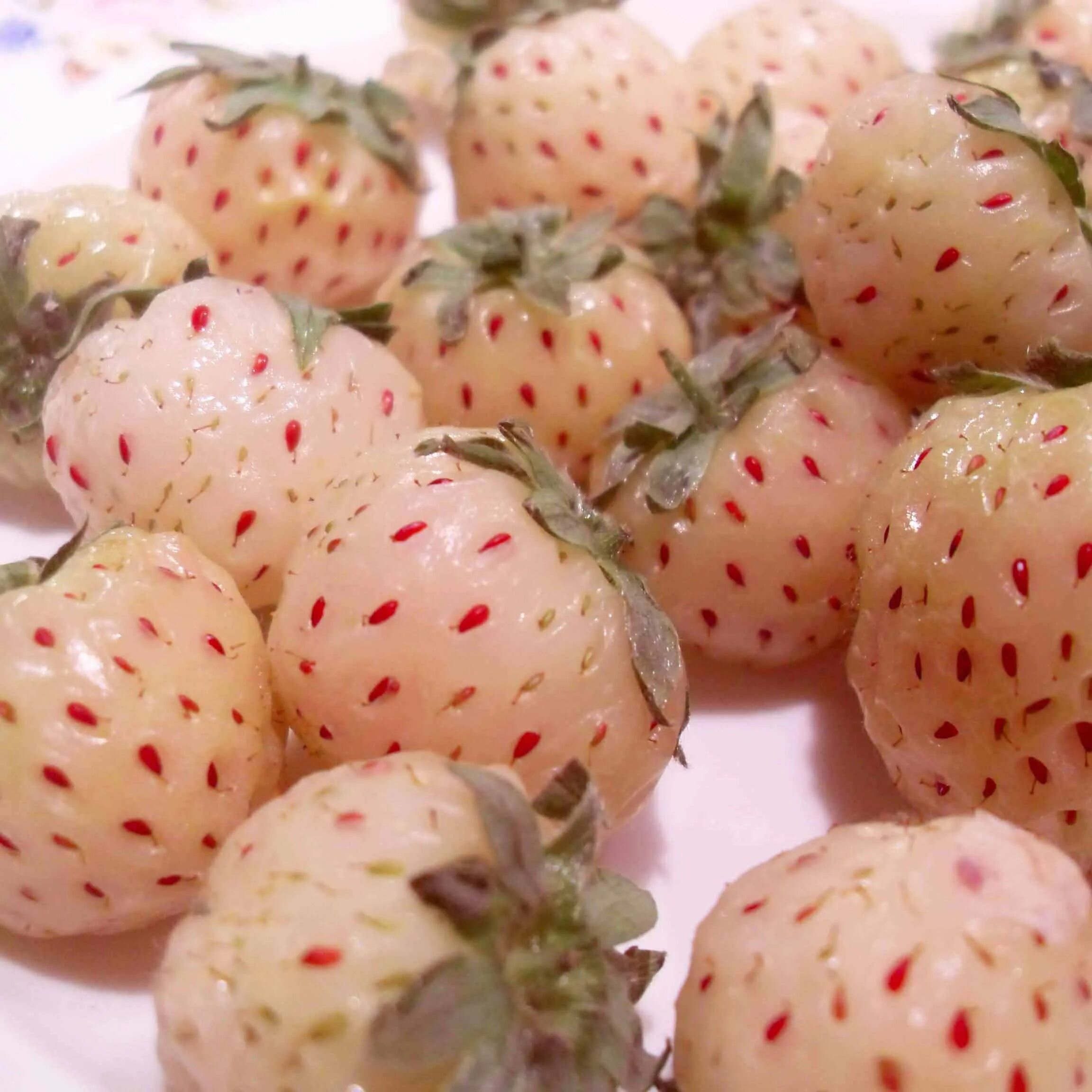 Клубника анабланка. Клубника Ананасная Пайнберри. Земляника Fragaria Pineberry. Сорт клубники Пайнберри. Клубника Ананасная ремонтантная.