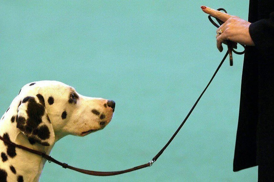 Dog commands