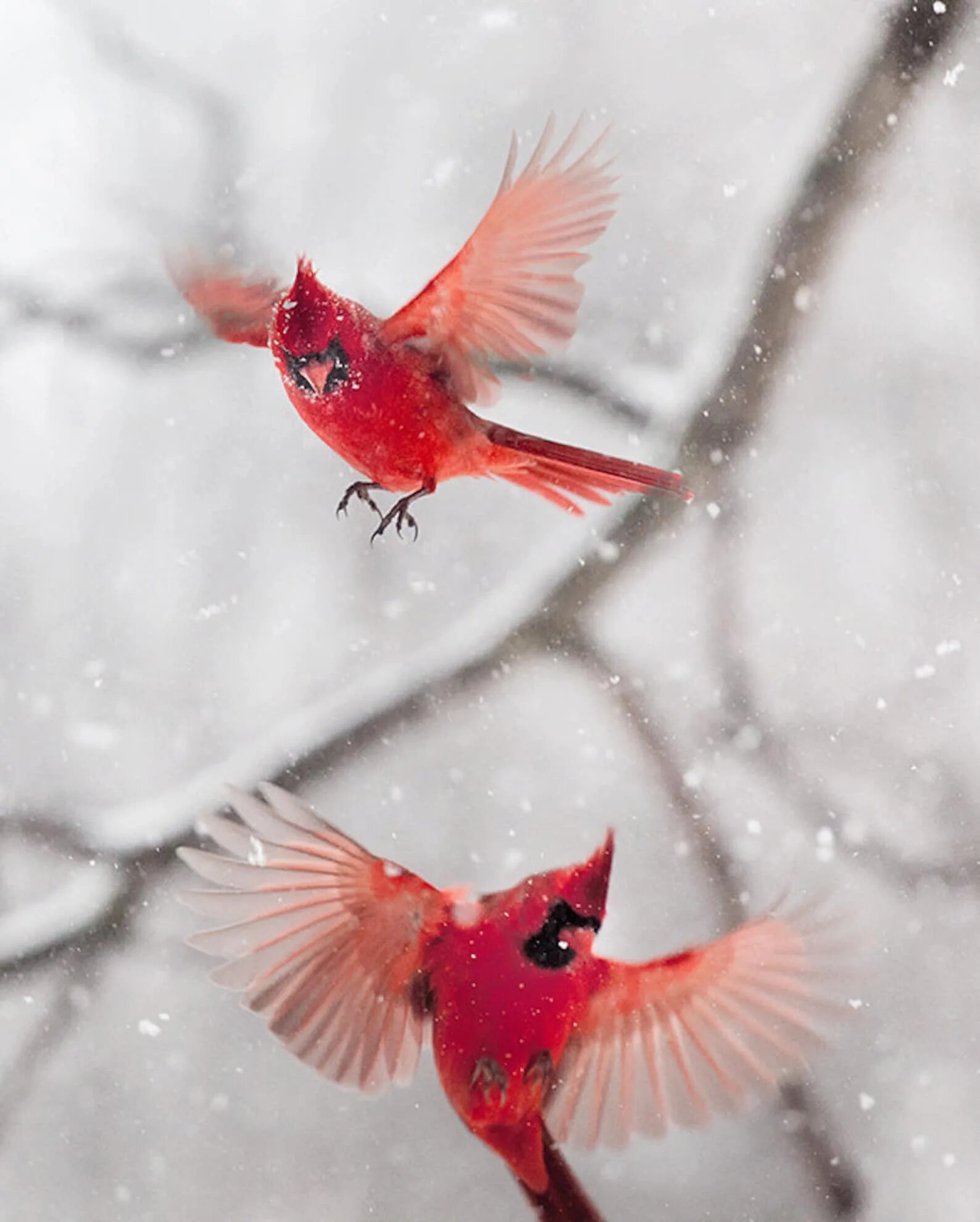 Красные зимние птицы. Снегирь Кардинал. Птичка красный Кардинал. Красная зимняя птица. Красный Кардинал в полете.