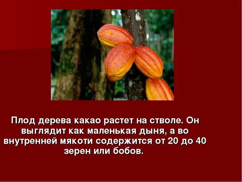 Какао в южной америке. Какао бобы размер плодов. Плоды какао бобов. Теоброма какао дерево. Растения южной америки дерево какао.