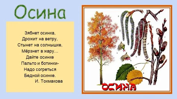 Основная мысль текста не повезло осине. Строение осины. Загадка про осину для детей. Стихи про осину для детей. Осина информация для дошкольников.