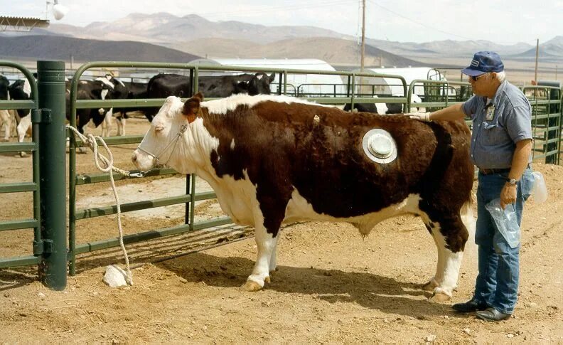 Cow body