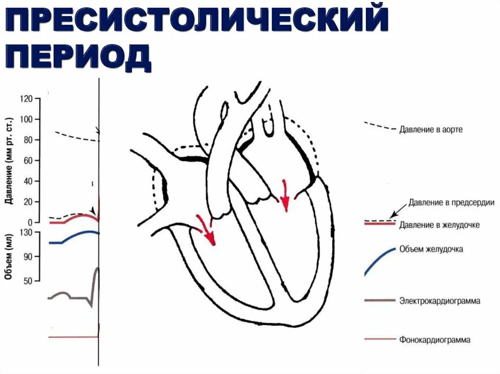 Функция систолы предсердий. Электрическая систола сердца. систола предсердий предсердий и желудочек. пресистола диастолы желудочков. электрическая систола желудочков.