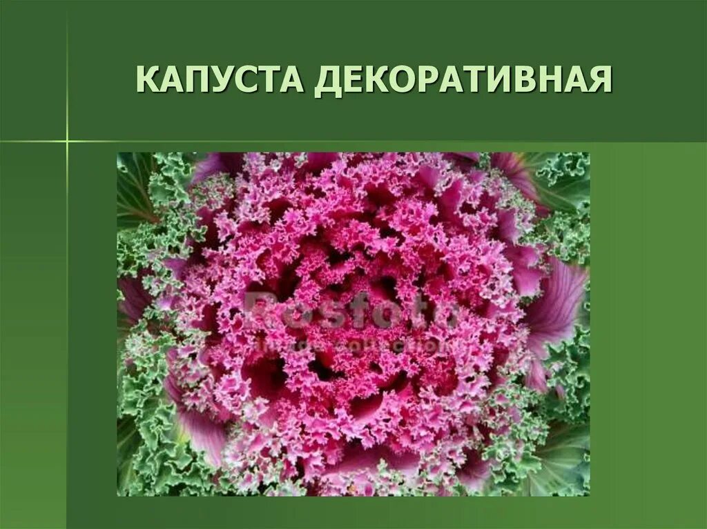 Какого значение крестоцветных растений в жизни человека. Декоративные крестоцветные растения. Декоративные растения семейства крестоцветных. Семейство крестоцветные декоративная капуста. Крестоцветных декоративные растений представители.