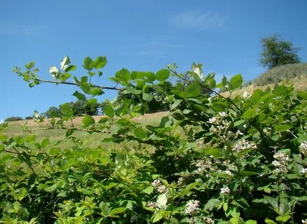 Дикорастущие кустарники краснодарского края