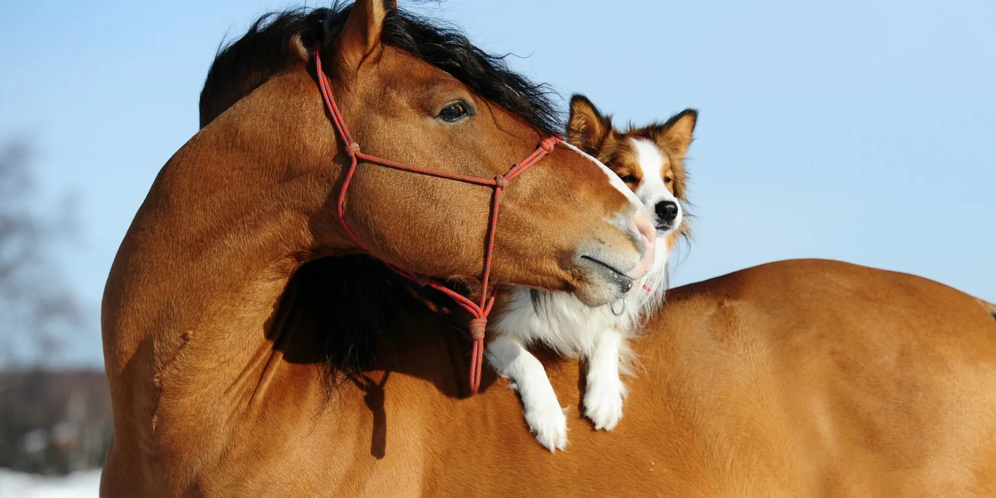 Dogs horses. Прикольные лошади. Лошадь и собака. Забавные лошадки. Лошадь прикол.