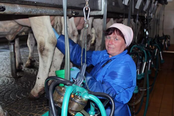 Коровы оператор машинного доения. Спецодежда для операторов машинного доения. Работа оператором доения. Вакансии оператор машинного доения вологодской области. Работа оператором доения.