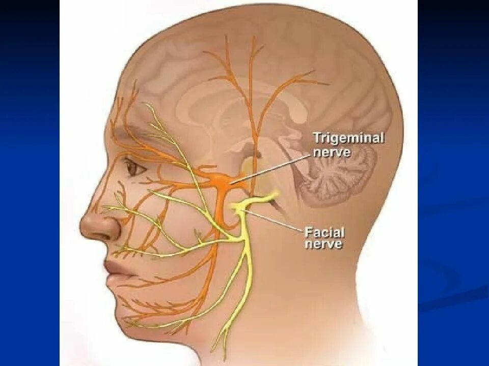 Выход тройничного нерва. Курковые зоны лицевого нерва. Расположение нервов на голове.