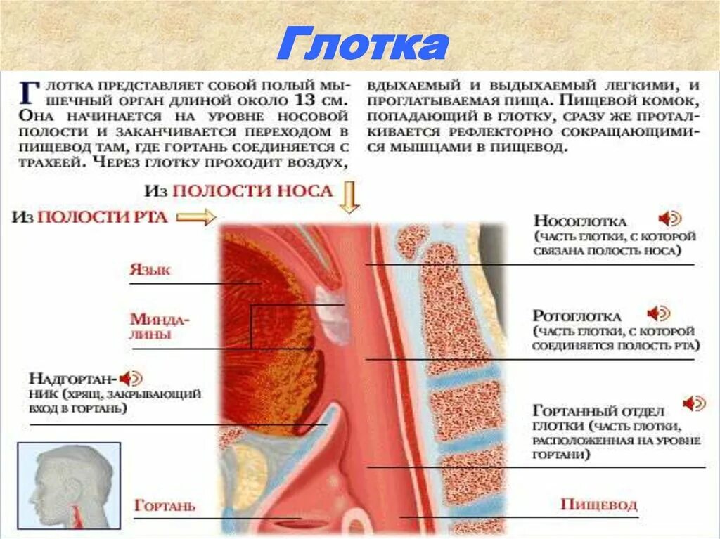 Глотка переходит в пищевод. Глотка строение и функции. Анатомия и физиология глотки и гортани. Функции гортани и глотки. Анатомия глотки и гортани кратко.