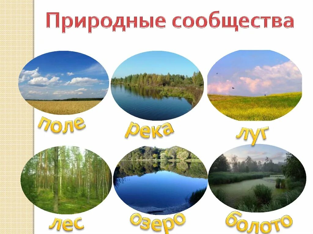 Природное сообщество поле 5 класс. Природные сообщества для дошкольников. Изображение природных сообществ. Природное сообщество рисунок. Иллюстрация природного сообщес.