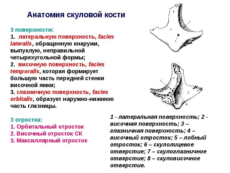 Скуловая кость анатомические структуры. Скуловая кость анатомия строение. Скуловая кость анатомия человека. Скуловая кость анатомические структуры. Скуловая кость анатомия строение.